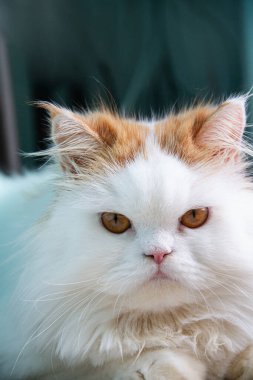 Güzel İran kedileri ve oyuncaklarının arka planda sevimli turuncu kulakları vardır.