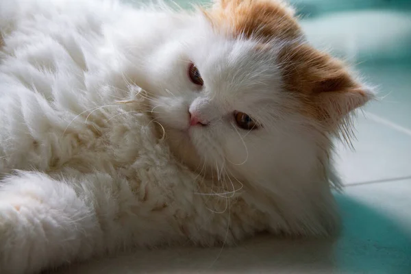 Красивые Персидские Кошки Игрушки Имеют Милые Оранжевые Уши Домашнем Фоне — стоковое фото