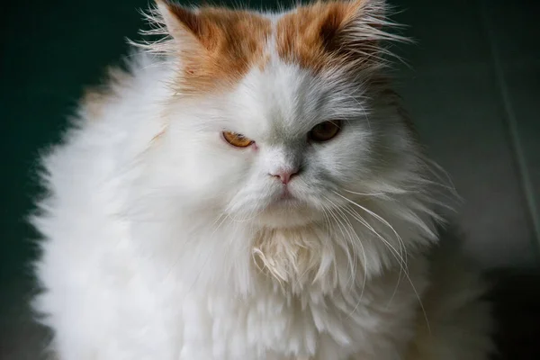 Hermosos Gatos Persas Juguete Tienen Orejas Naranjas Lindas Fondo Casa —  Fotos de Stock