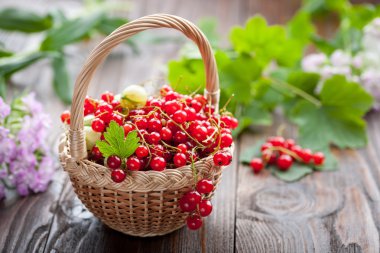 Frenk üzümü, bektaşi üzümü sepeti üzerine