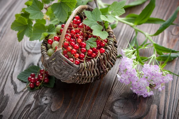Ripe currant, gooseberry in the basket — Stock Photo, Image