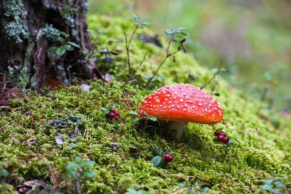 Amanita poisonous mushroom — Stock Photo, Image