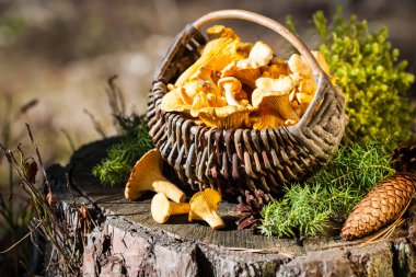 Sepet chanterelles güdük ormandaki üzerinde