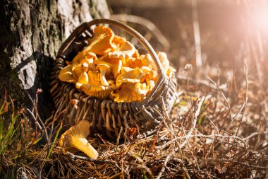 Ormandaki chanterelles sepet