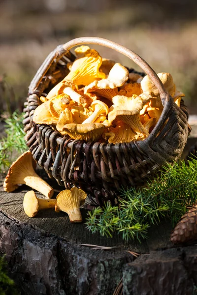 Korb mit Pfifferlingen auf Baumstumpf im Wald — Stockfoto