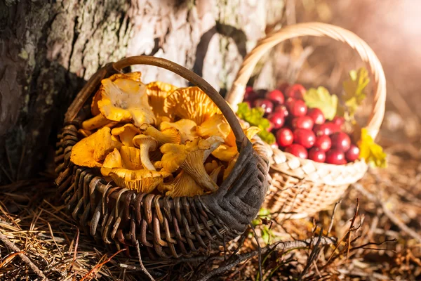 Cestas de cranberries selvagens vermelhas e chanterelles — Fotografia de Stock