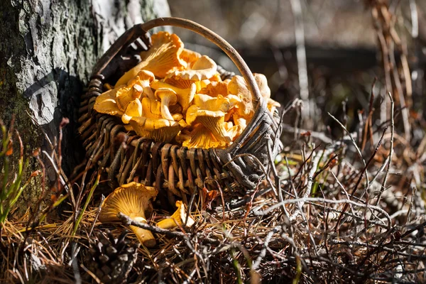 Basket of chanterelles in the forest — Stock Photo, Image