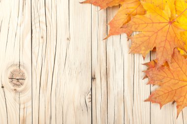 sonbahar yaprakları arka plan