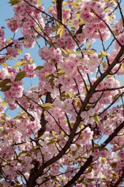 Prunus serrulata ağacı, çiçek açan sakura dalı, mavi gökyüzüne karşı kiraz çiçekleri. Kanzan sakura ağacı çiçek açar.