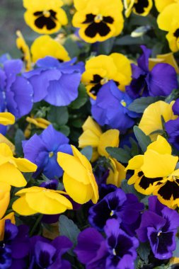 İbne çiçeği, doğa canlı bir homo gösterisiyle renklenir.