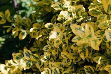 Yeşil ve sarı yaprakların soyut doğal arka planı. Altın varyasyonlu Japon Euonymus, Beresclet Forchun, Aureomarginatus. Bahçe işleri konsepti. Asgari, şık, moda konsepti. - Evet. Yüksek kalite fotoğraf