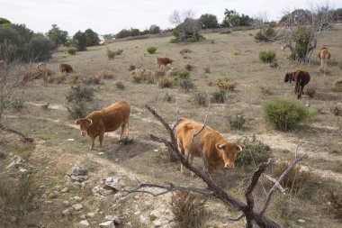 Tarlada bir inek sürüsü