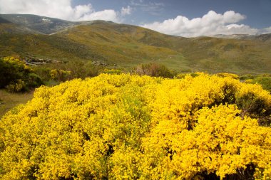 Sarı çalılı resimli dağlar.
