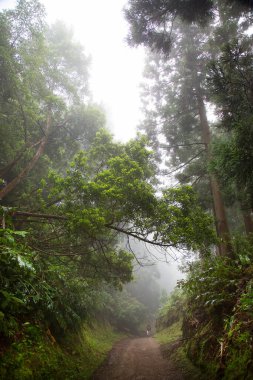 Bir sırt çantası ve bir ağacı olan güzel bir manzara.