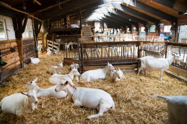 Çiftlikteki beyaz keçiler