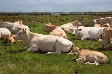 Çayırda otlayan inekler. 