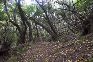 Ormanın güzel manzarası, doğa manzarası.
