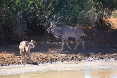 Büyük Kudu, yayılım gösterir: strepsiceros