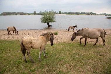 Hollanda kıyıları boyunca başıboş gezen vahşi Konik atları sürüsü.