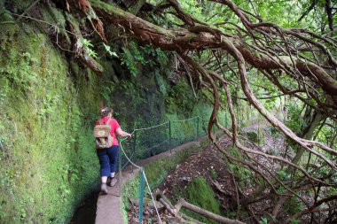 Madeira adasının tipik beton Levada sulama kanalı aynı zamanda orman volkanik dağları boyunca turistik bir yürüyüş rotasıdır.