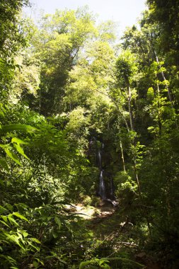 Ormandaki yemyeşil yemyeşil