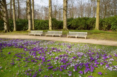 Parkta güzel bahar çiçekleri