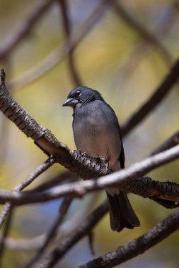  tit bird perching on branch of tree