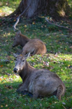 Ormanda genç bir geyik