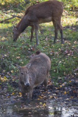 Yaban domuzu ya da domuz, Sus Scrofa, çamurda yiyecek arıyor.