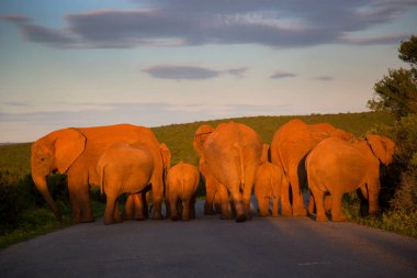Kenya savanındaki fil