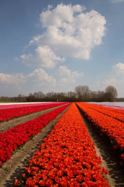 Renkli lalelerle dolu geniş çiçek tarlaları 