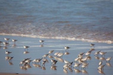 Portekiz sahilinde martılar