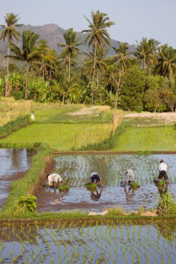 Terasta çalışan insanlar pirinç tarlaları, sawa 