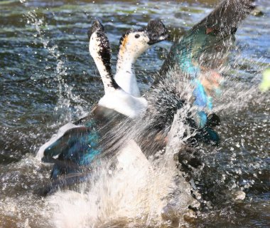 Sudaki büyük kuşlar.