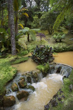 Ormanda güzel bir şelale