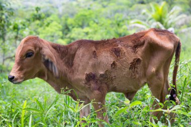 Bereketli tropik yeşilliklerle çevrili bir inek.