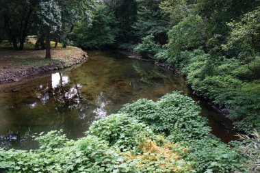 Ormandaki nehrin güzel manzarası