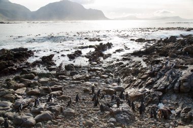 Yürüyen ve hareket halindeki Afrikalı ya da siyah ayaklı penguen sfenisküs demersus, Betty 's Bay' deki kayalık sahilde bir koloni.