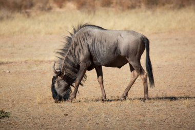 Siyah antilop ya da beyaz kuyruklu gnu, Connochaetes Gnou, açık ovalarda yürüyor.