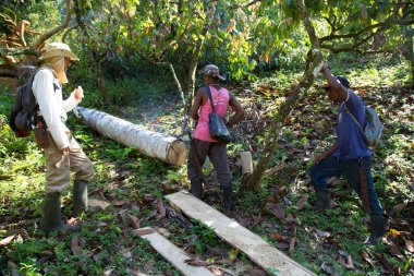 Tropik güneşli ormanlardaki insanlar