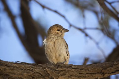 Sosyal dokumacı, Philetairus socius