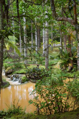 Ormanın güzel manzarası