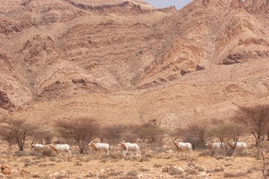 Palamut boynuzlu antilop sürüsü, Oryx dammah, Sahra Çölü 'ndeki korkunç önlüklerin arasında yürüyorlar.
