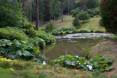 Ormandaki gölün güzel manzarası