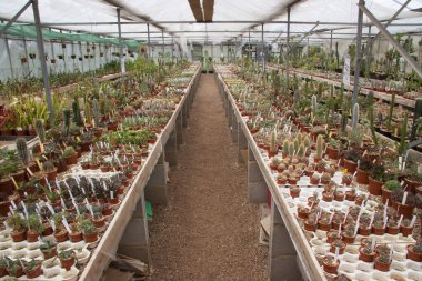 Serada sıralanmış yeşil kaktüsler.