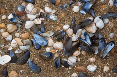 Kumsalda deniz kabukları