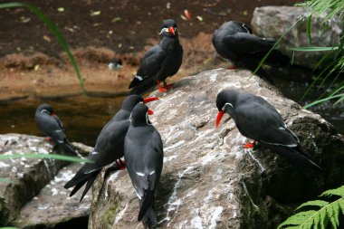 Bir grup siyah beyaz ördek.