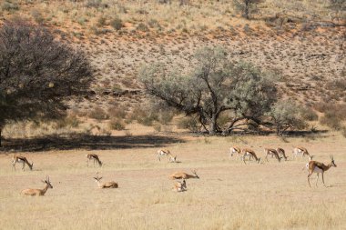 Springfield, Antidorcas Marsupialis, çölün kuru otlaklarında yürüyor ve otluyor.