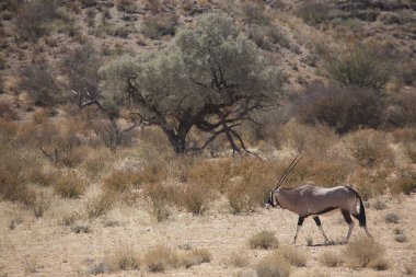Gemsbok sürüsü ya da Güney Afrika antilobu, Afrika antilobu ceylanı Kalahari çölündeki kuru otların arasında yürüyor ve otluyor.