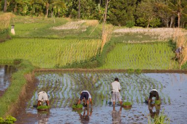Terasta çalışan insanlar pirinç tarlaları, sawa 